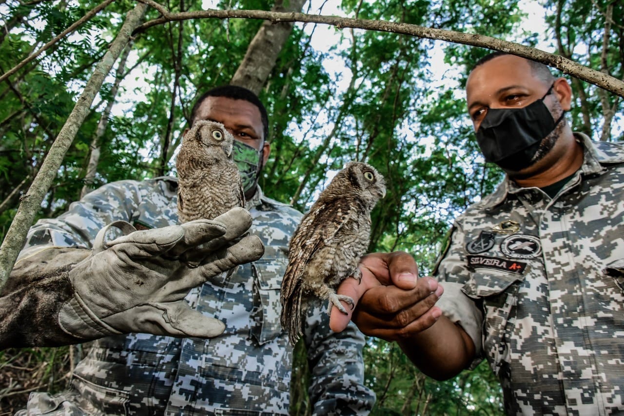 Leia mais sobre o artigo Corujas resgatadas em Itaboraí são devolvidas à natureza