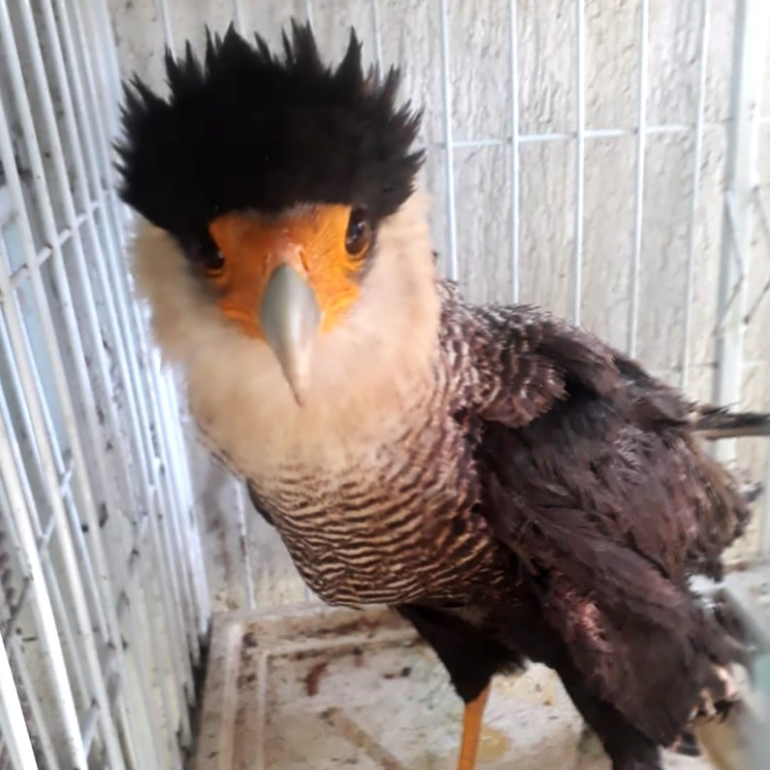 Leia mais sobre o artigo Gepam realiza resgate de um Carcará