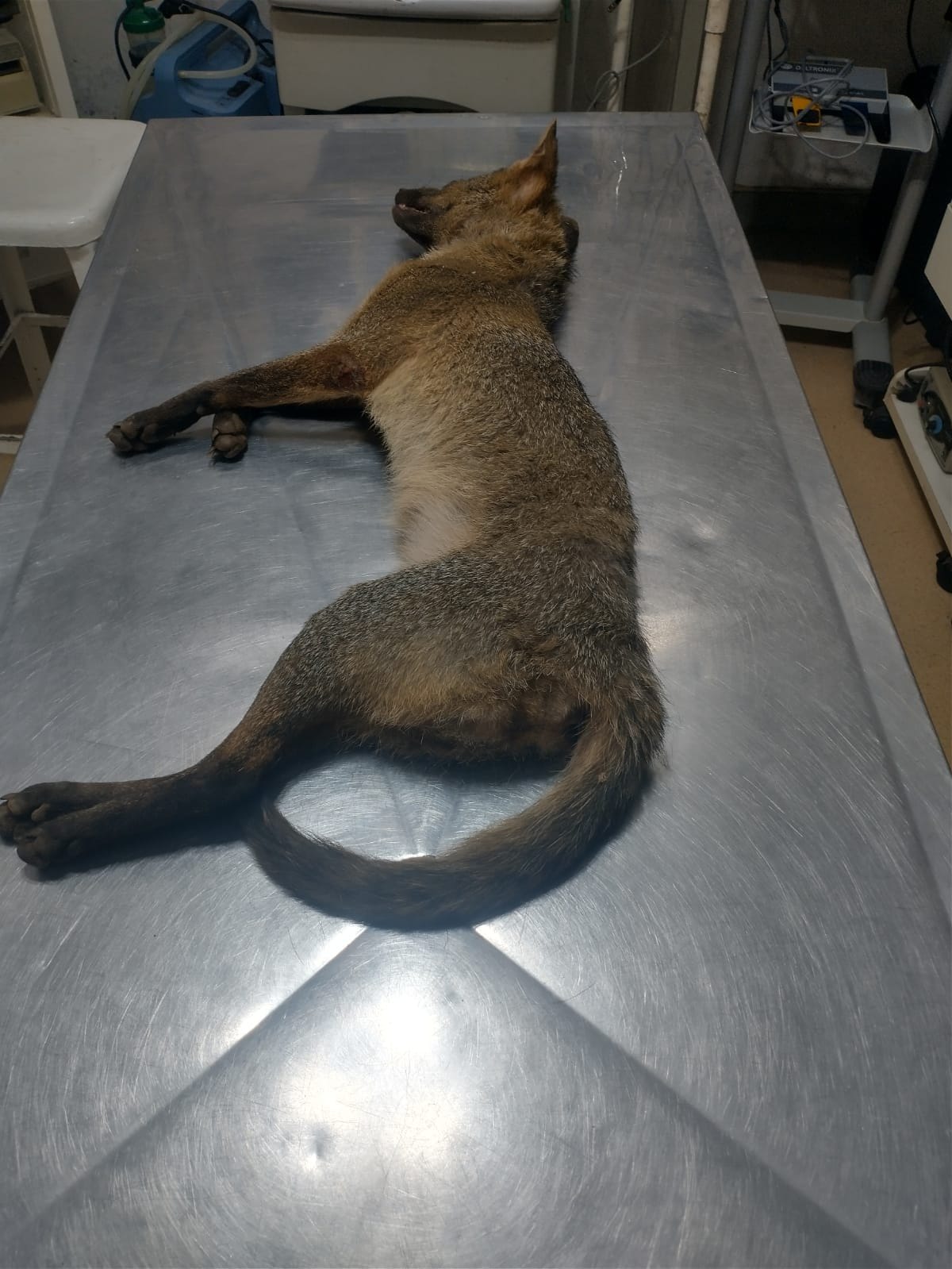 Leia mais sobre o artigo Filhote de jacaré, cachorro-do-mato e coruja são resgatados em Itaboraí