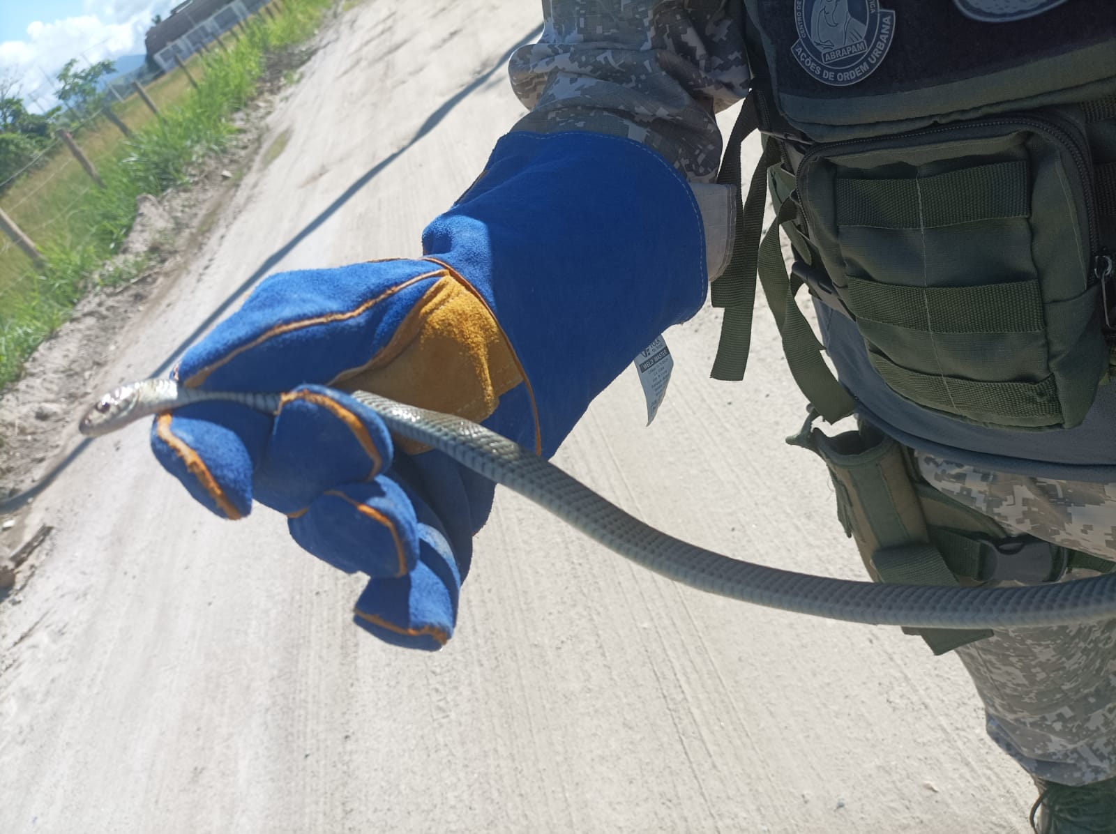 Leia mais sobre o artigo Gepam resgata duas cobras e uma coruja 🐍🐍🦉