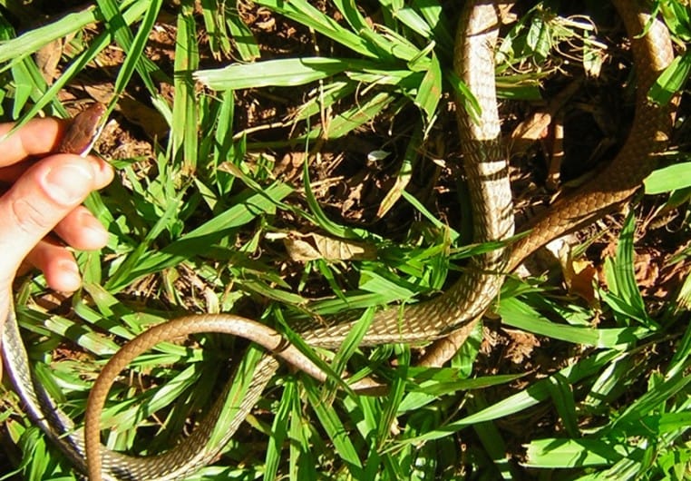 Gepam resgata 2 cobras-cipó no Colégio Estadual Hilka de Araújo, em Itambi